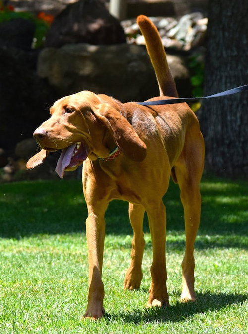 Scout