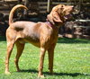 Scout