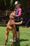 Scout