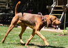 Scout