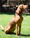 Scout