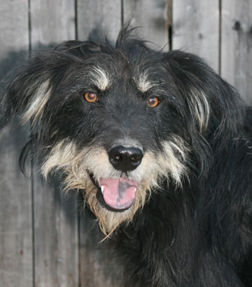Wilbur