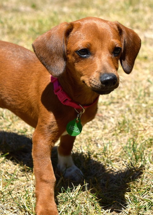 Heidi