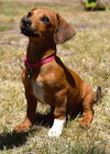 Heidi