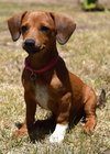Heidi