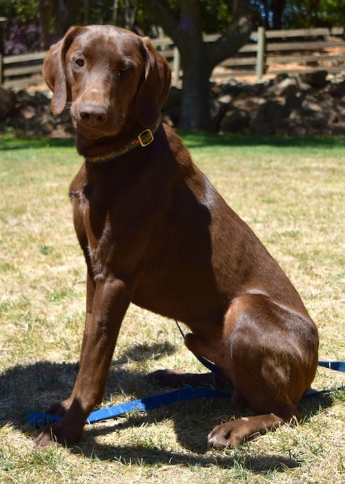 Virgil