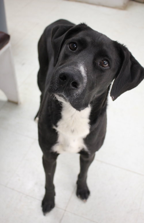 Jax