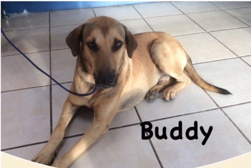 Buddy