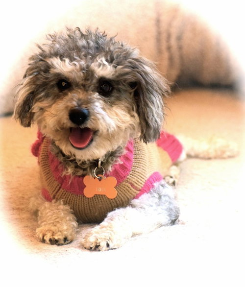 Trudi