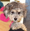 Trudi