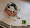 Trudi
