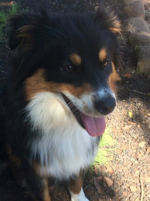 Banjo