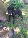 Prince