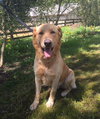 Buddy