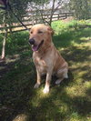 Buddy
