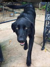 Arlo