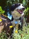 Poppy/Sassy