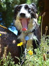 Poppy/Sassy