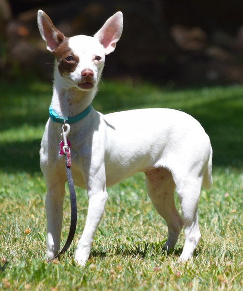 Agatha