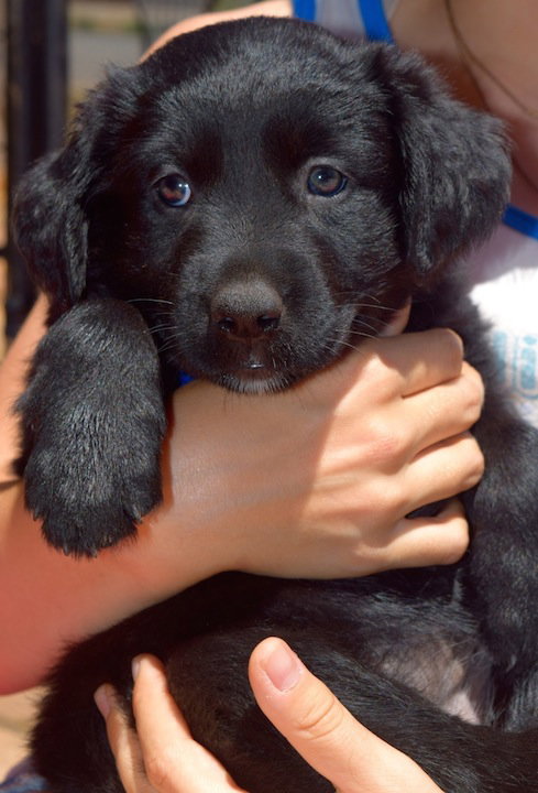 Shasta/Poppy