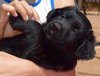 Shasta/Poppy
