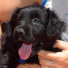 Shasta/Poppy