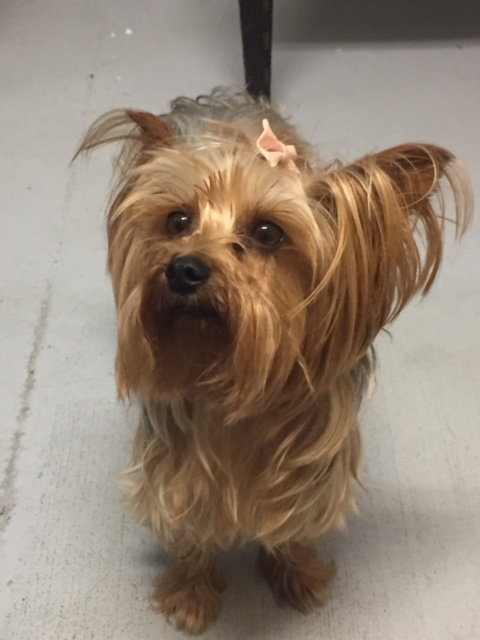 Poppy Yorkie