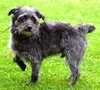 Curly