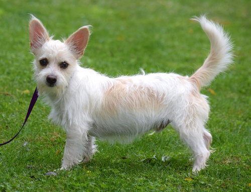 McDuff