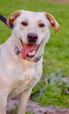 Maggie