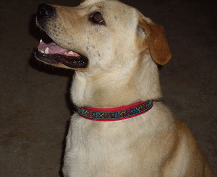 Ryder