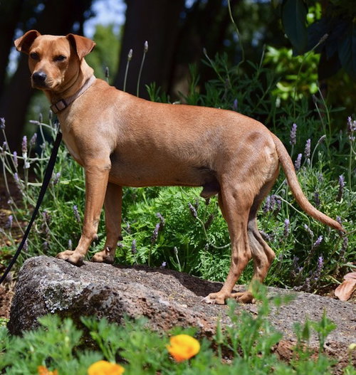 Coco