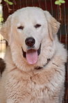 Jasper