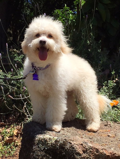 Rosie