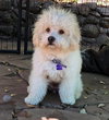 Rosie