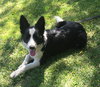 Bess