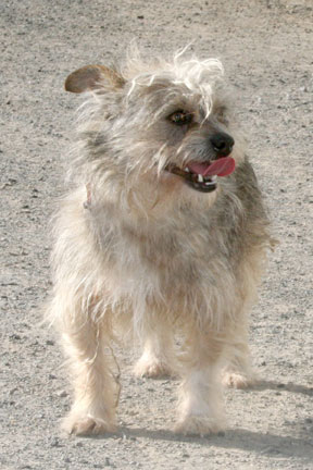 Zevon