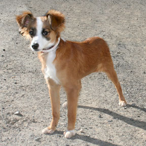Keeko