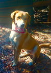 Tex