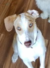 Hank