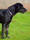 Zilly