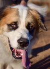 Jax