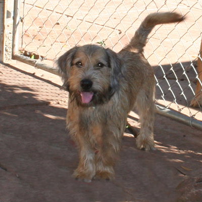 Herman
