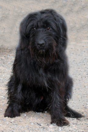 Mogley