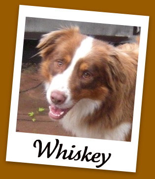 Whiskey