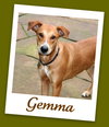 Gemma