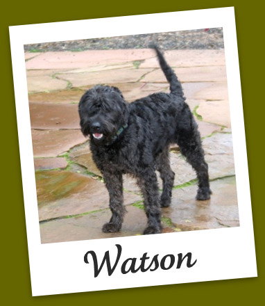 Watson