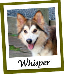 Whisper