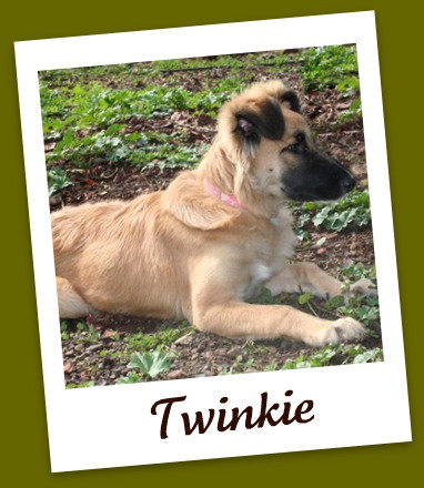 Twinkie