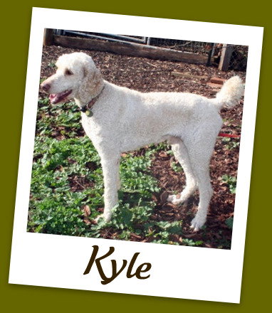 Kyle